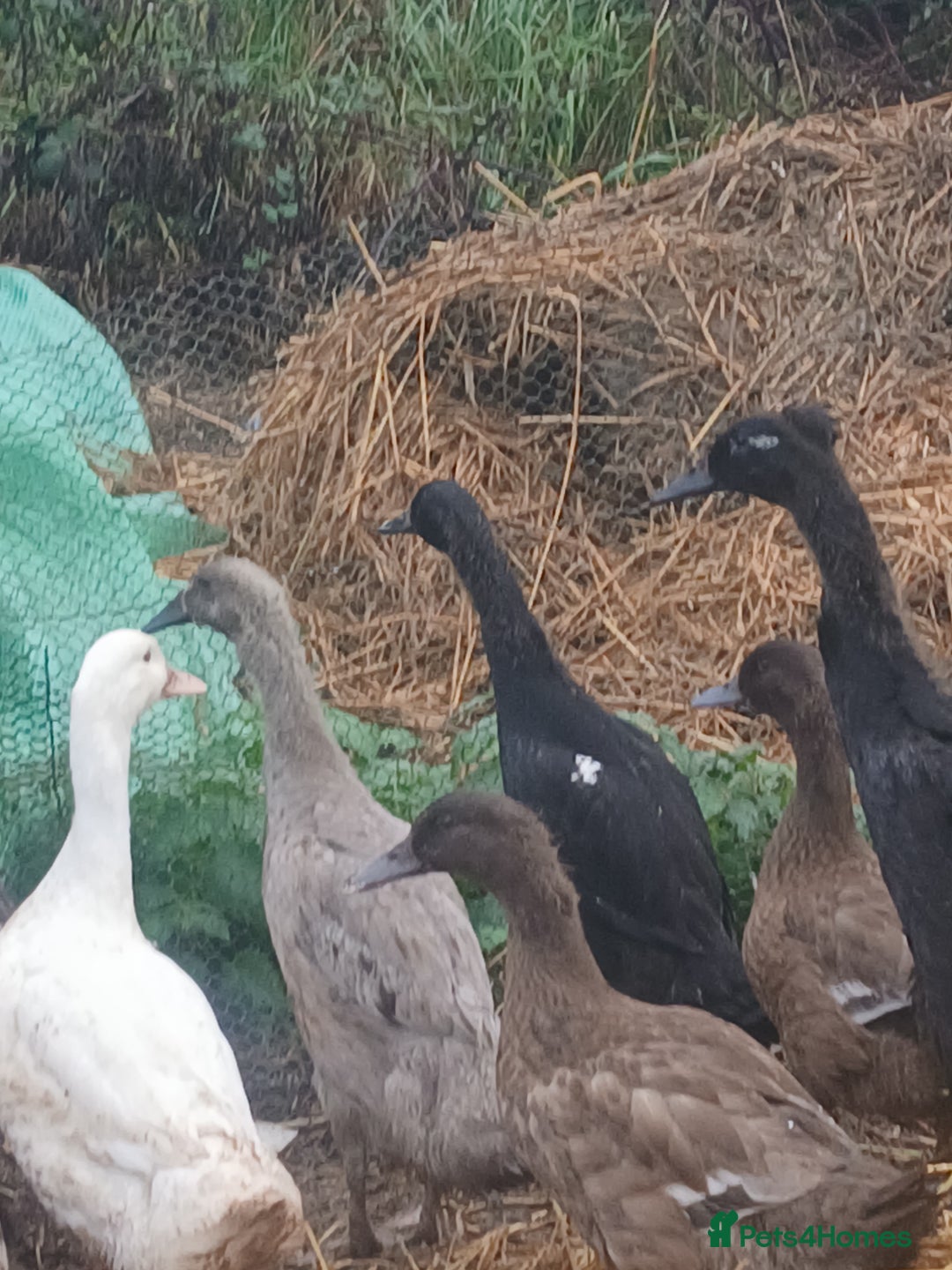 Ducks poultry for sale: Kharki campbells - Advert 1