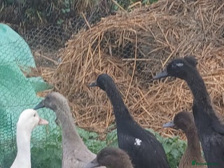 Ducks poultry Kharki campbells - Advert 1