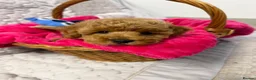 Cavapoo dogs for sale: Cavapoo F1b Puppies with Health Tested Parents - Advert 6