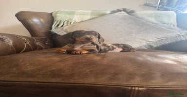 Dachshund dogs - Advert 4