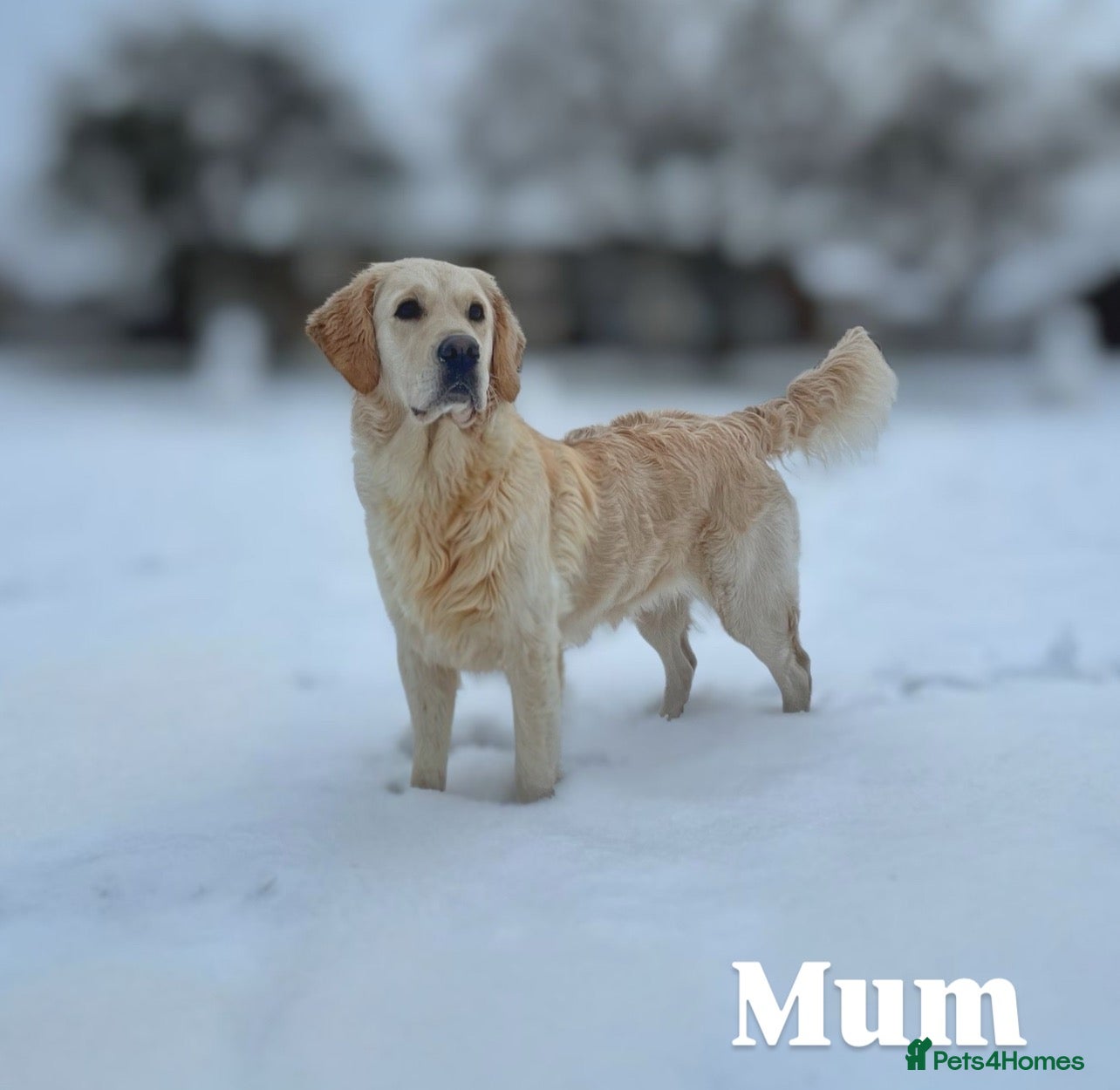 Golden Retriever dogs KC Golden Retriever Puppies, Health Tested - Advert 14