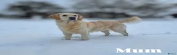 Golden Retriever dogs for sale: KC Golden Retriever Puppies, Health Tested - Advert 1