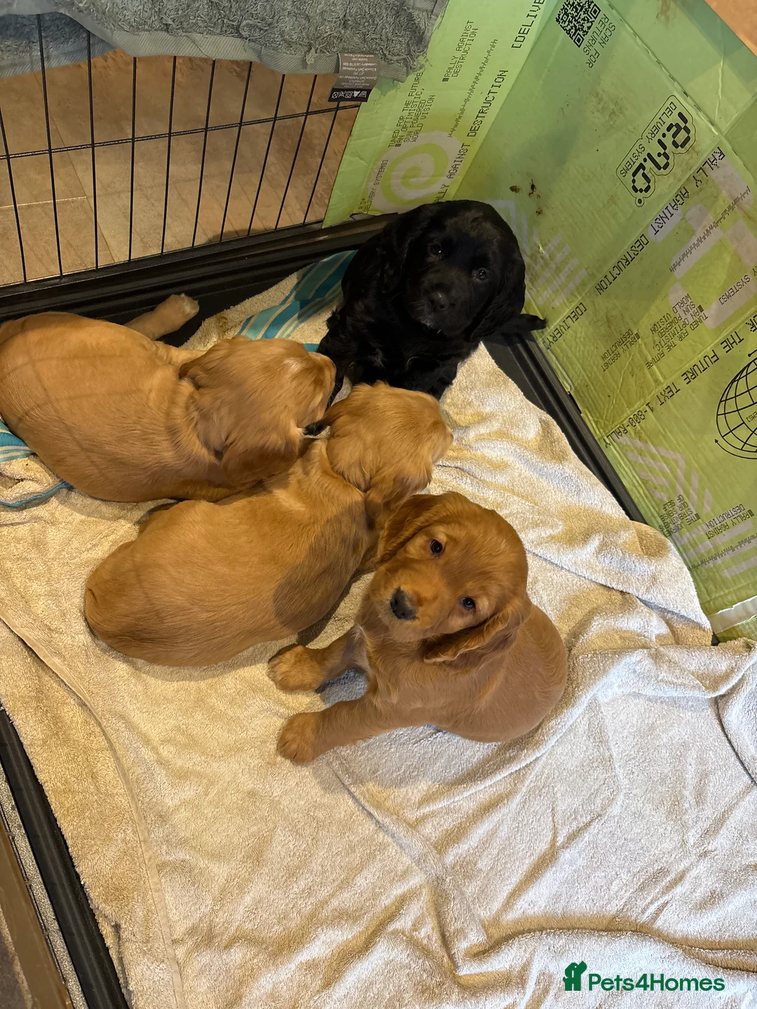 Cocker Spaniel dogs for sale: Working cocker spaniel pups - Advert 9