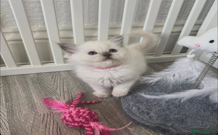 Ragdoll cats - Advert 16
