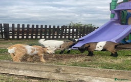 Goats livestock for sale: Adorable Baby Pygmy Goats for sale  - Image 1