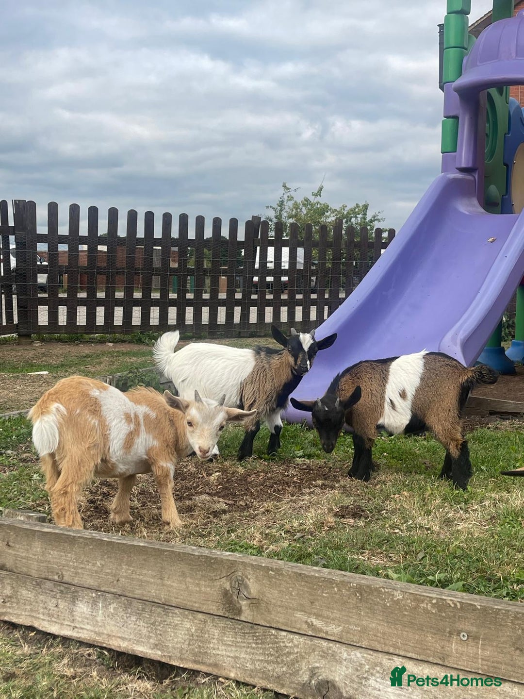 Goats livestock for sale: Adorable Baby Pygmy Goats for sale  - Image 1