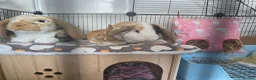 Mini Lop rabbits for sale: Mini Lop (Neutered) + Netherland Dwarf –Vaccinated - Advert 3