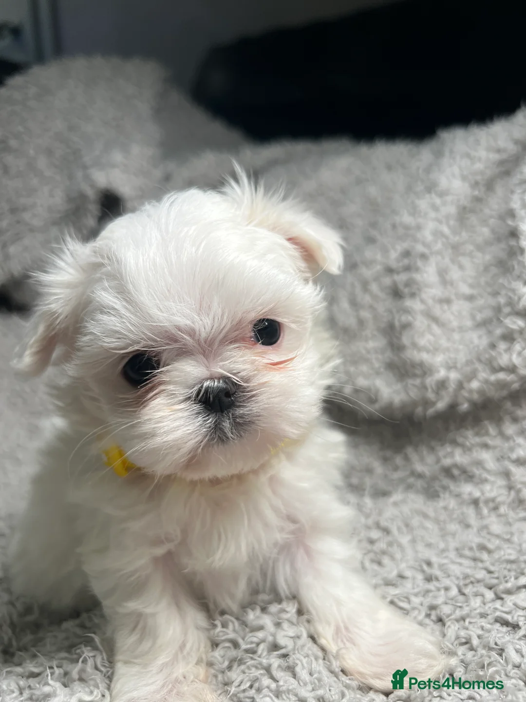 Maltese dogs for sale: One girl and boy available  - Advert 7