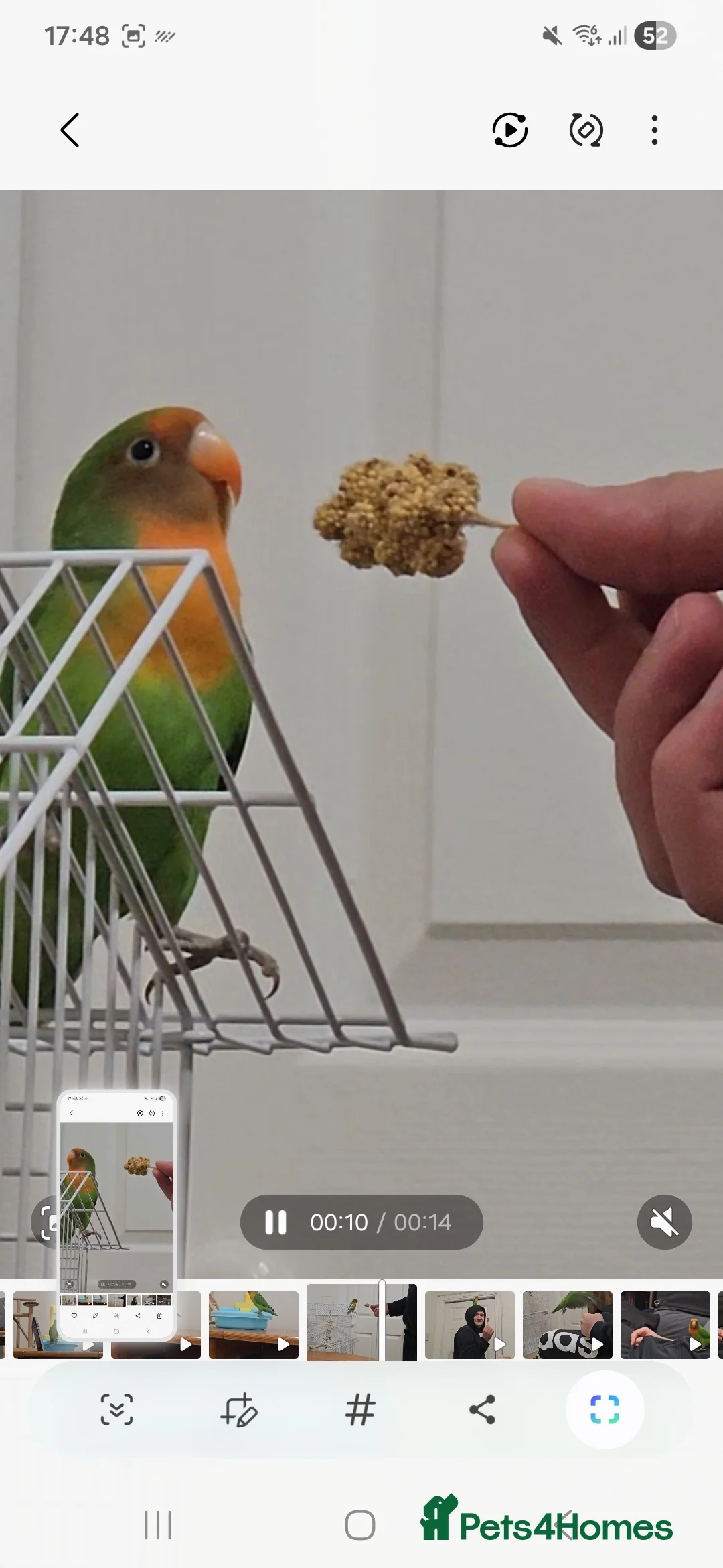 Lovebirds birds for sale: Sweet 4 months female lovebird - Advert 4