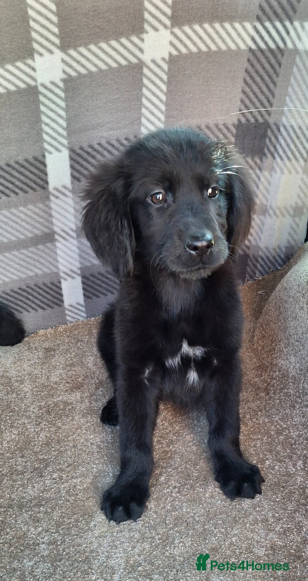 Mixed Breed dogs for sale: Flatcoated retriever x golden retriever puppies. - Advert 1