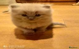 Siberian cats for sale: #4 lovely Siberian male kittens  - Image 14