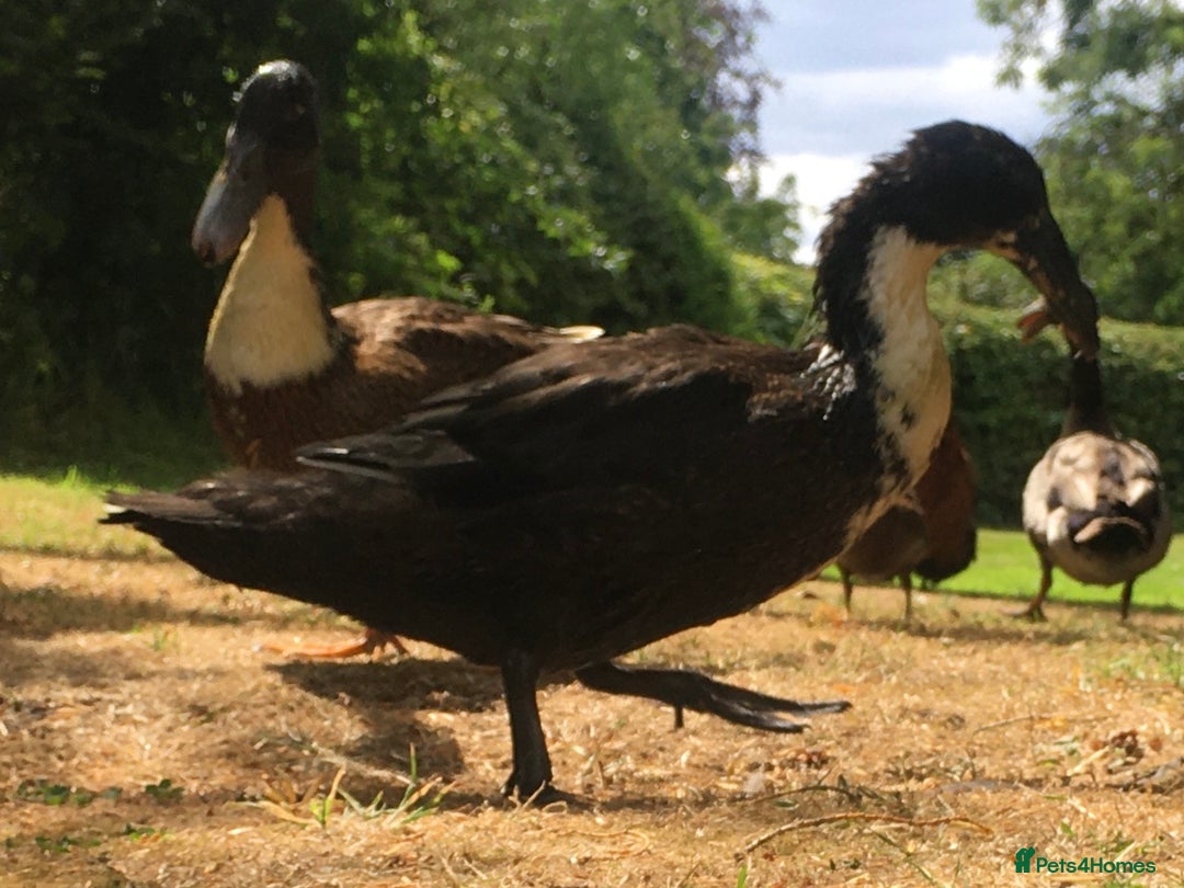 Ducks poultry for sale: Dutch Hookbill ducklings - Image 5