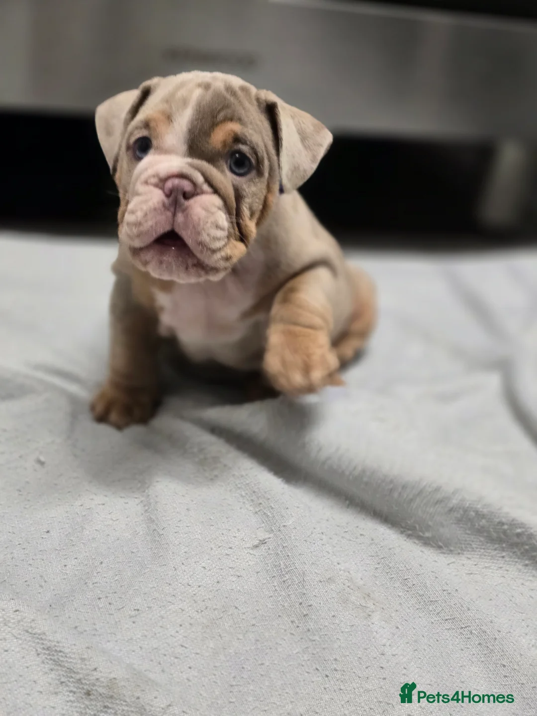 English Bulldog dogs for sale: ✨ English Bulldog Puppies Exceptional Bloodlines ✨ - Advert 7