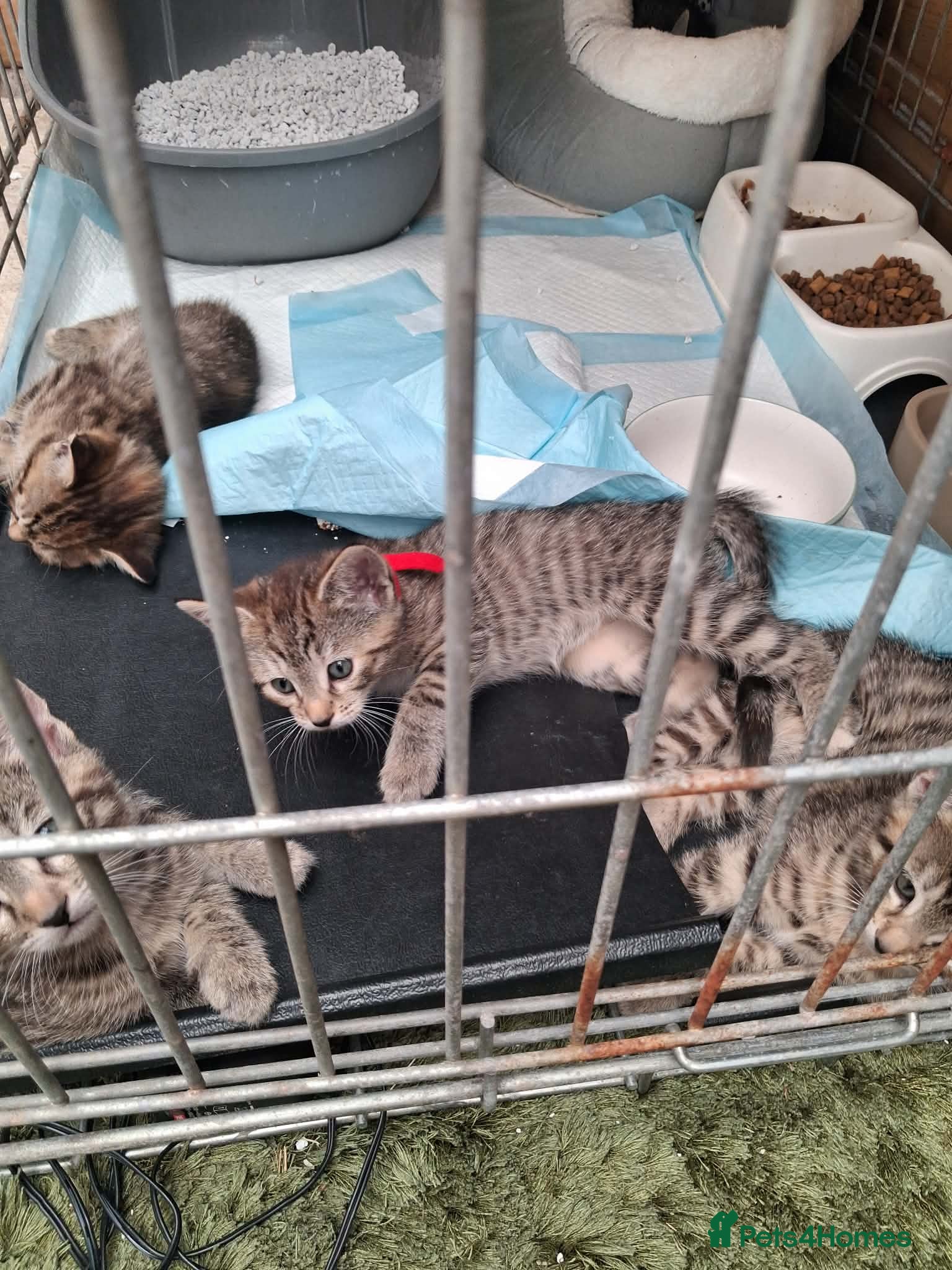 British Shorthair cats Beautiful Kittens  - Advert 2
