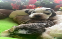 Cocker Spaniel dogs for sale: Exceptional KC registered Show Cocker Spaniels  - Image 13