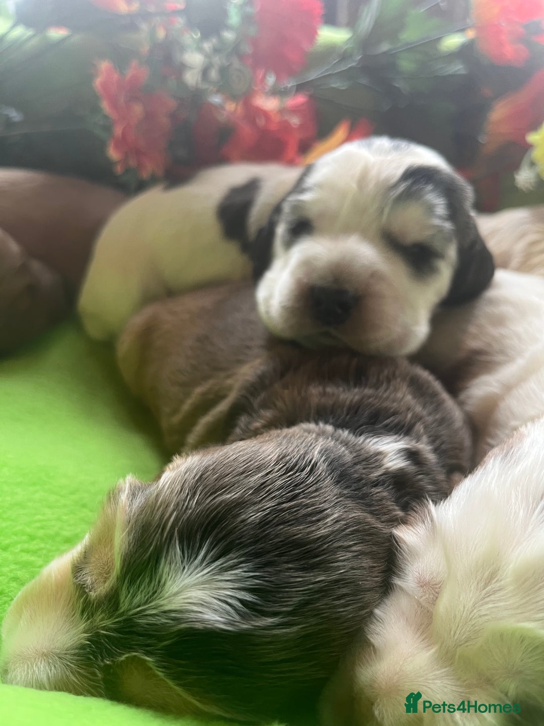 Cocker Spaniel dogs for sale: Exceptional KC registered Show Cocker Spaniels  - Image 13