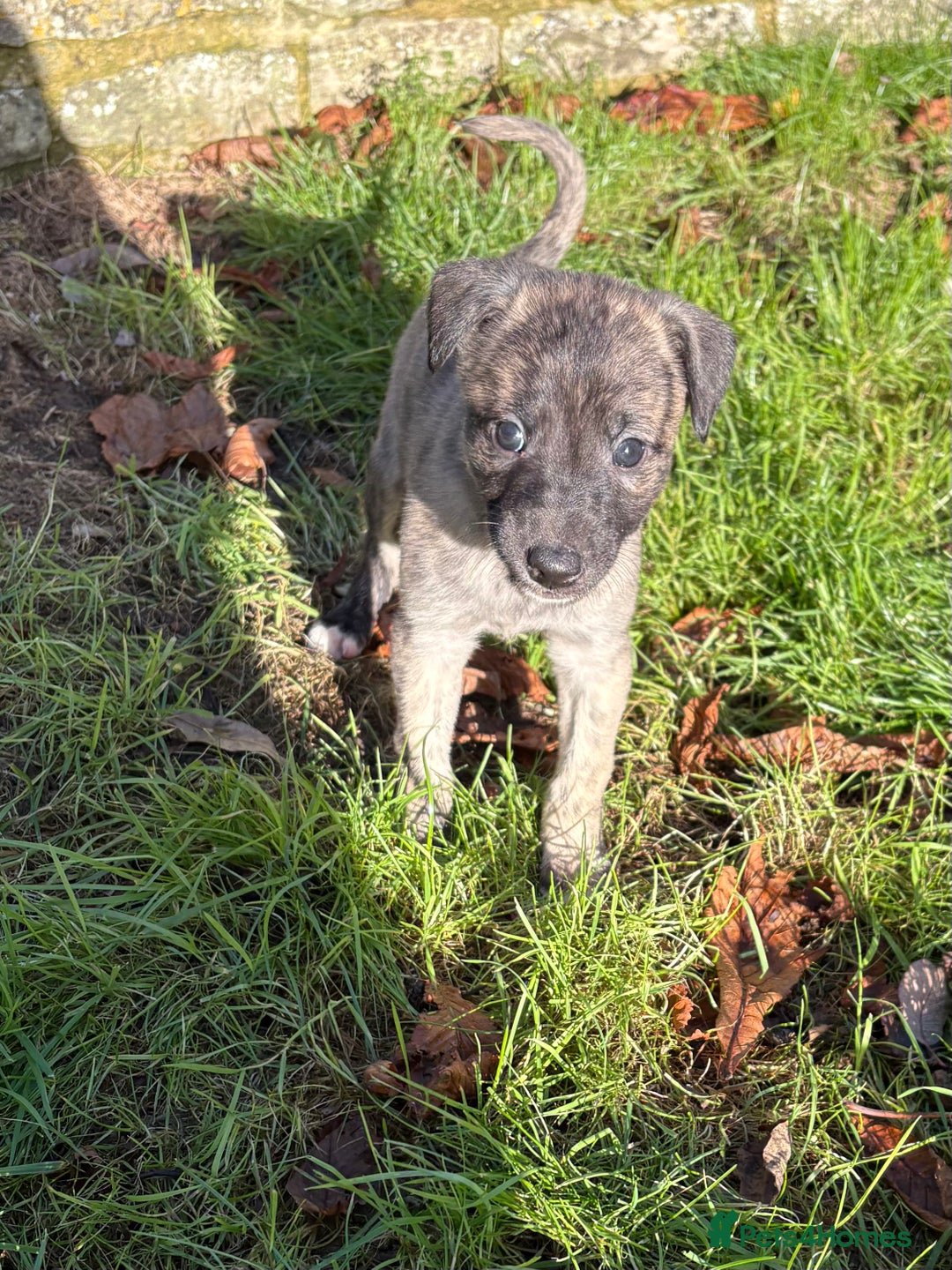 Lurcher dogs for sale: Lurcher Pups - 4 x boys - Advert 6