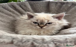 Selkirk Rex cats for sale: Gorgeous Selkirk Rex kittens - Image 10