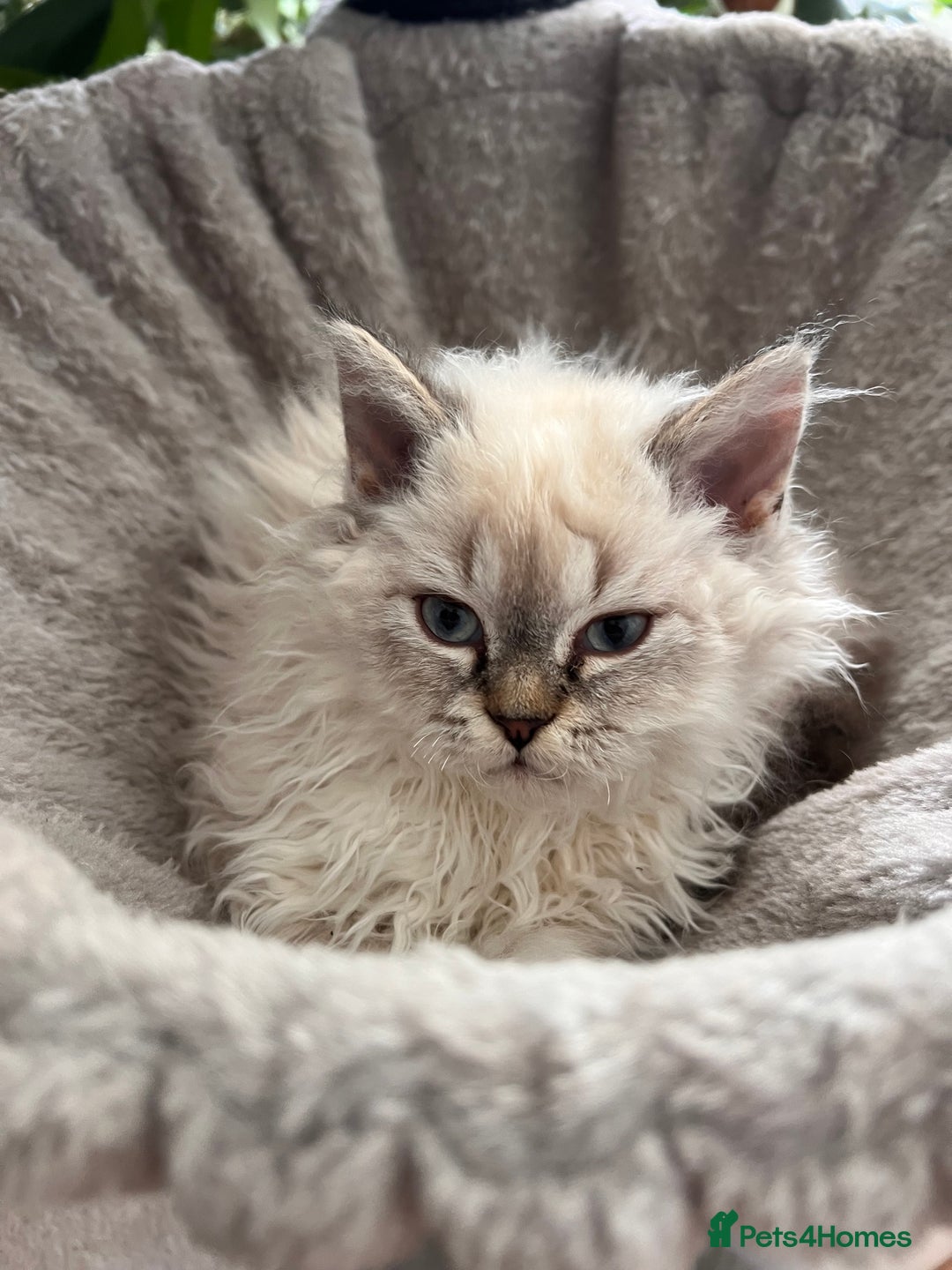 Selkirk Rex cats for sale: Gorgeous Selkirk Rex kittens - Image 10