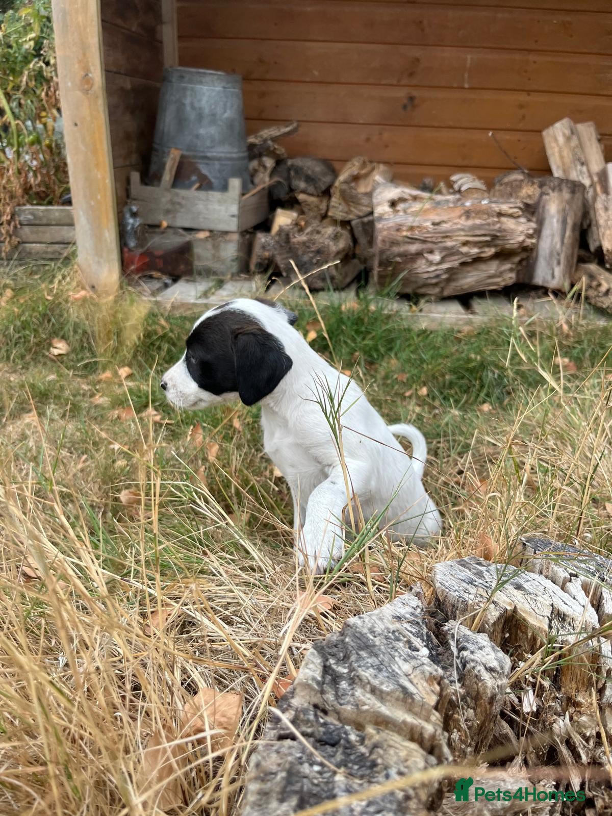 Mixed Breed dogs One boy left! - jack russell/spaniel/collie mix - Advert 1