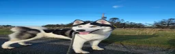 Siberian Husky dogs for sale: Rex, husky for sale - Advert 2