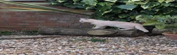 British Shorthair cats for sale: British Shorthair - cream  - Advert 3