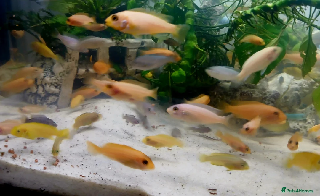 Cichlids fish for sale: African cichlids  - Advert 2