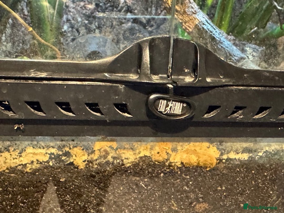 Frog reptiles for sale: Dendrobates leucomelas aka Bumblebee frogs set up - Image 7