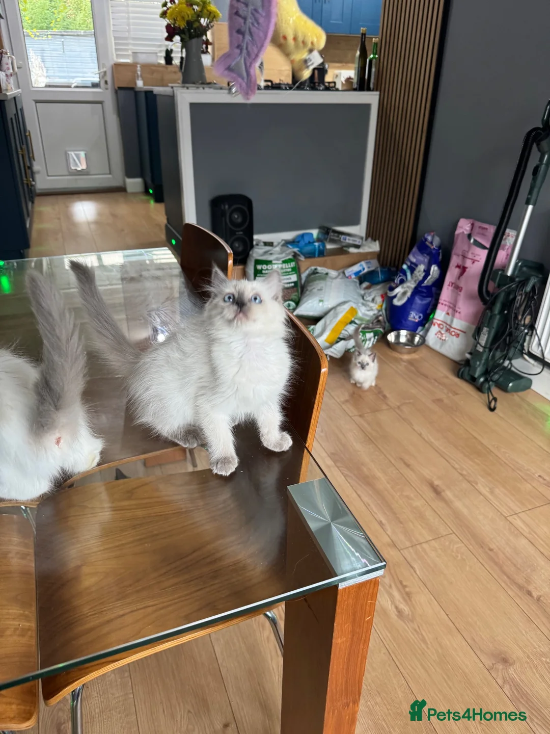 Ragdoll cats for sale: Ragdoll kittens - Advert 15
