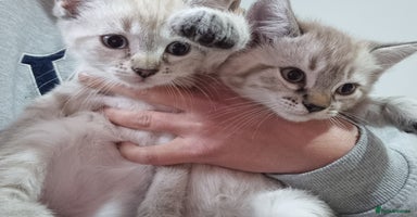 Bengal cats - Advert 1