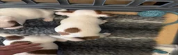 Jack Russell dogs for sale: Two jack russell puppies for sale  in Cirencester - Advert 3