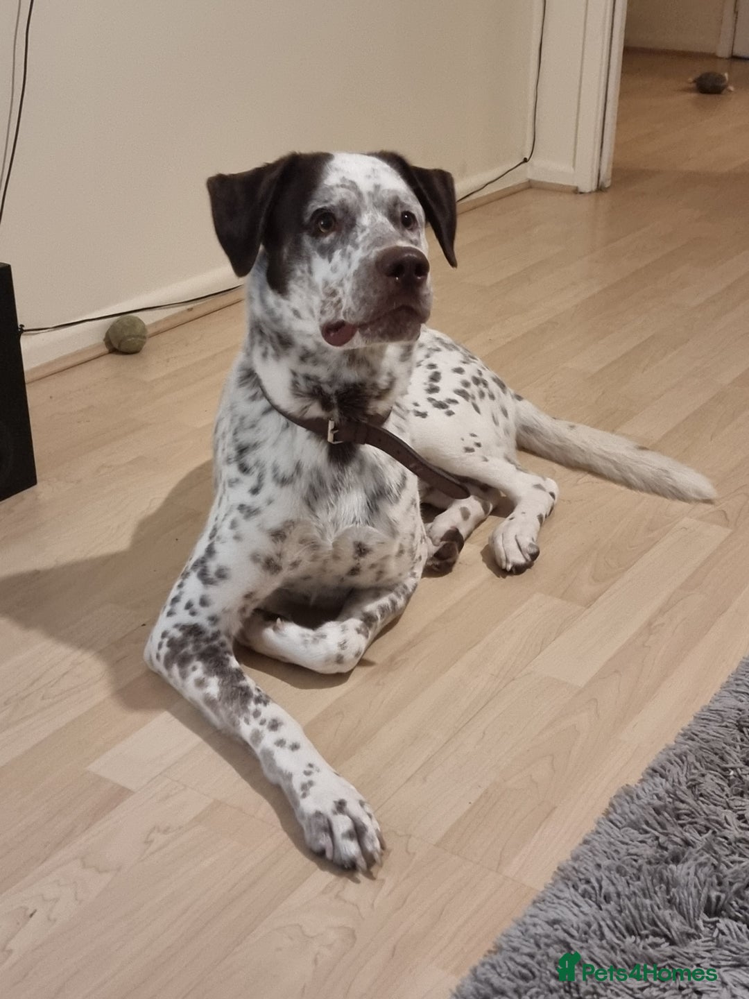 Mixed Breed dogs for sale: Husky/ dalmatian free - Image 2