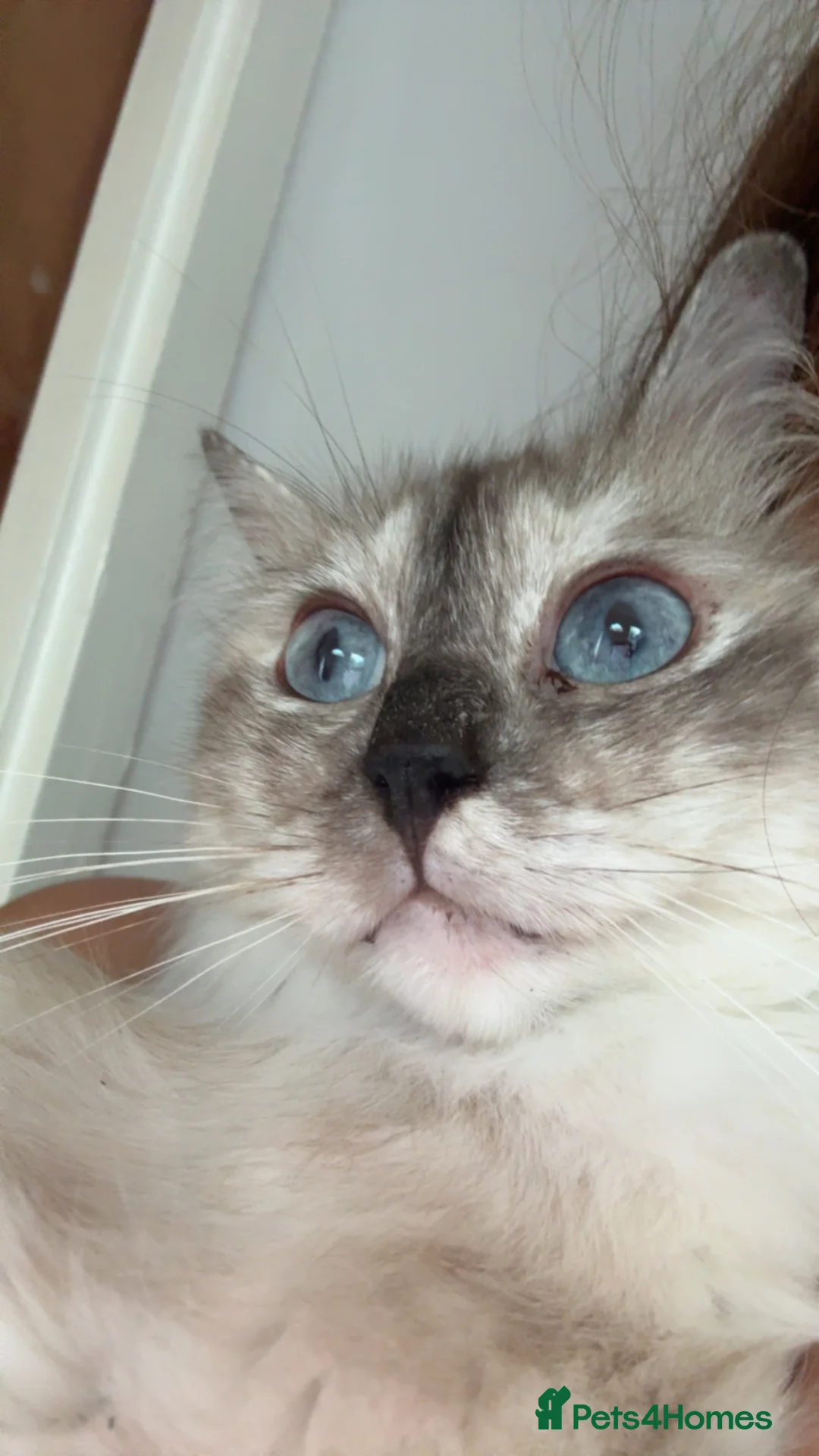 Ragdoll cats for sale: female ragdoll please read full description  - Advert 4