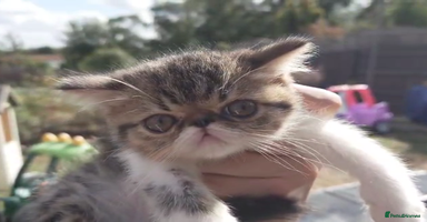 Persian cats - Advert 9