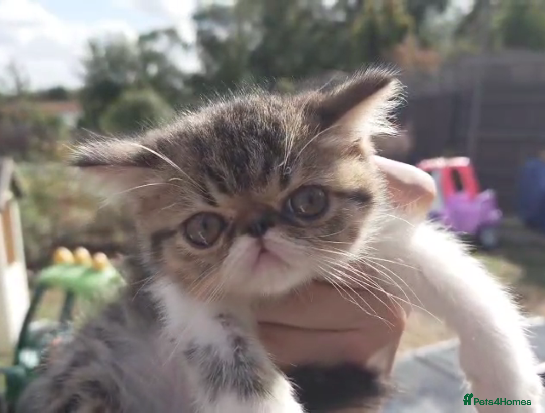 Persian cats for sale: Persian kittens KC Registered with pedigree - Image 28