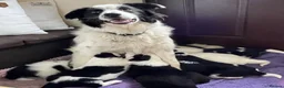 Border Collie dogs for sale: Absolutely Gorgeous Black&White Border Collie Pups - Advert 5