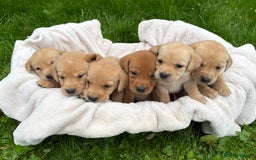 Labrador Retriever dogs for sale: Outstanding KC Registered Labrador Puppies - Image 17