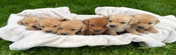 Labrador Retriever dogs for sale: ⭐️⭐️Outstanding KC Registered Labrador Puppies⭐️⭐️ - Advert 18