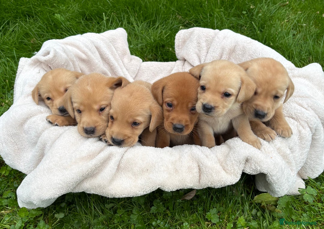 Labrador Retriever dogs for sale: Outstanding KC Registered Labrador Puppies - Image 17