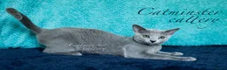 Russian Blue cats for sale: Purebred Russian blue kittens  - Advert 12