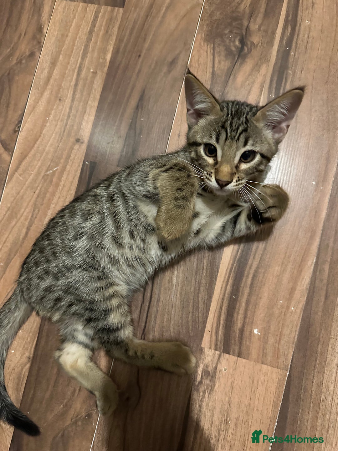 Mixed Breed cats for sale: Crossed BENGALS  - Image 32