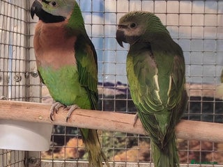 Parrots birds Xxx BIRDS/PARAKEETS/PARROTS xxX - Advert 2