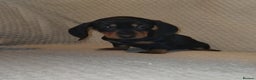 Dachshund dogs for sale: Dachshund puppies - Advert 3