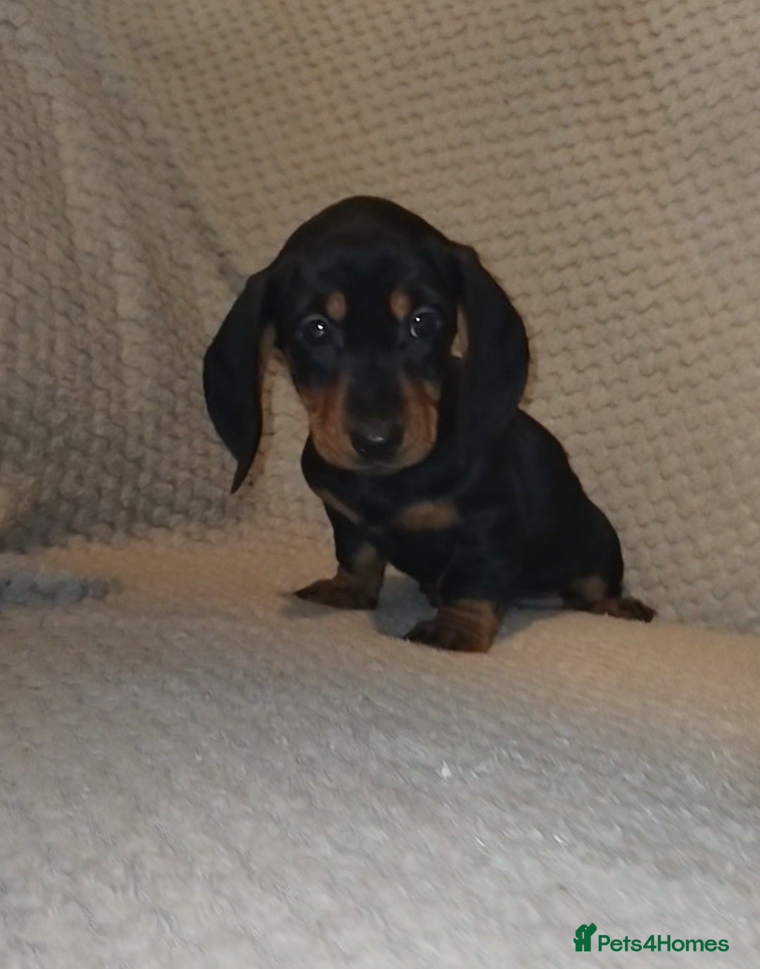 Dachshund dogs for sale: Dachshund puppies - Advert 3