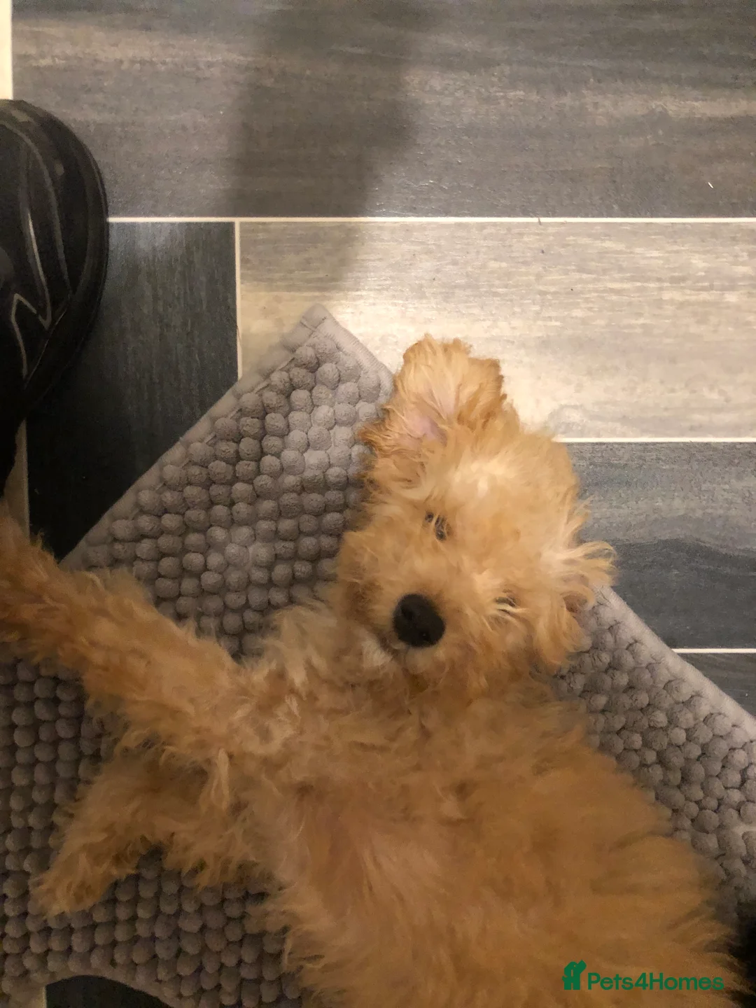 Cockapoo dogs for sale: Cockapoo puppy  - Advert 5