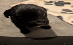 Mixed Breed dogs for sale: Staff cross pups - Image 3