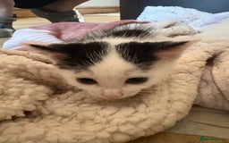 Mixed Breed cats for adoption: 3 beautiful kittens  - Image 5