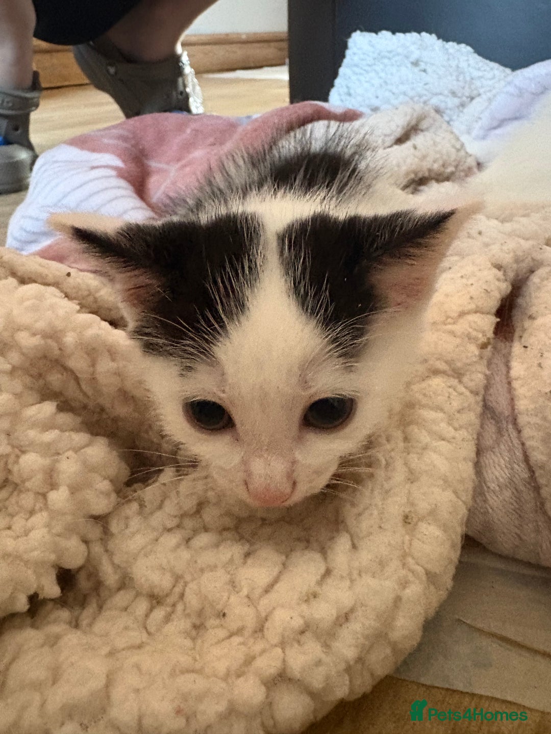 Mixed Breed cats for adoption: 3 beautiful kittens  - Image 5