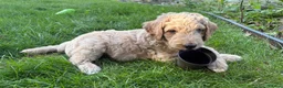 Goldendoodle dogs for sale: LAST THREE! Golden doodle pups from a loving home - Advert 11