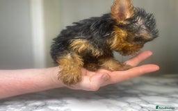 Yorkshire Terrier dogs for sale: 1 SUPER MINI BOY - Image 1